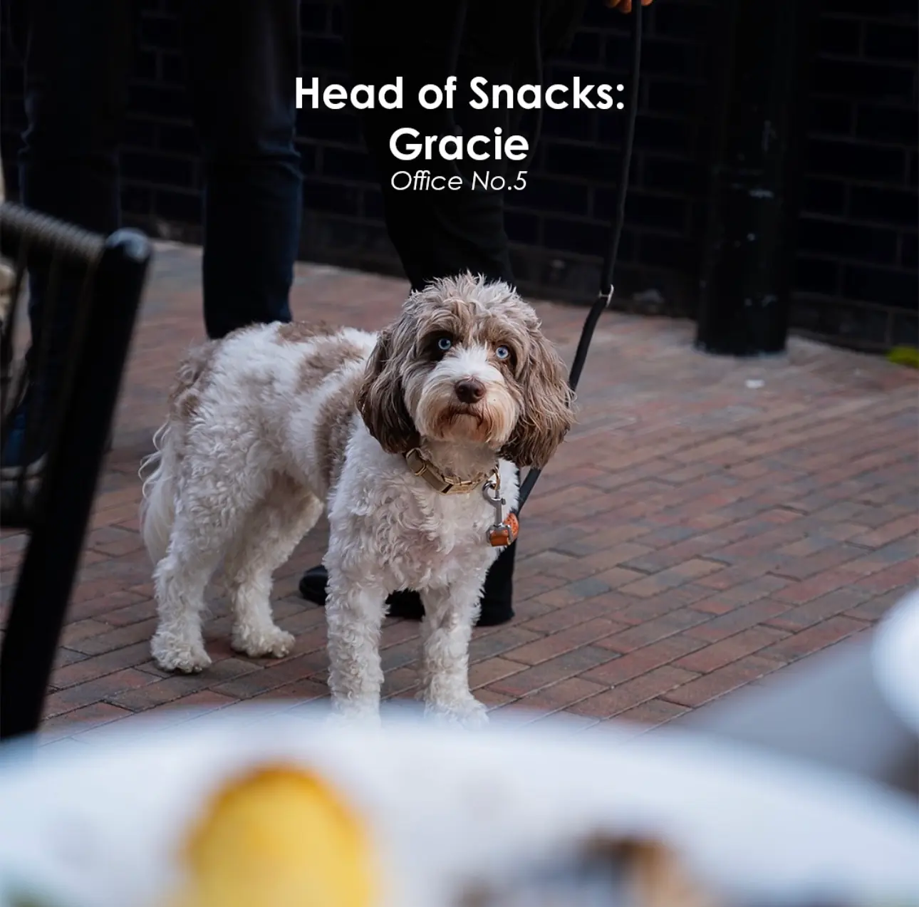 Apex office dog Gracie