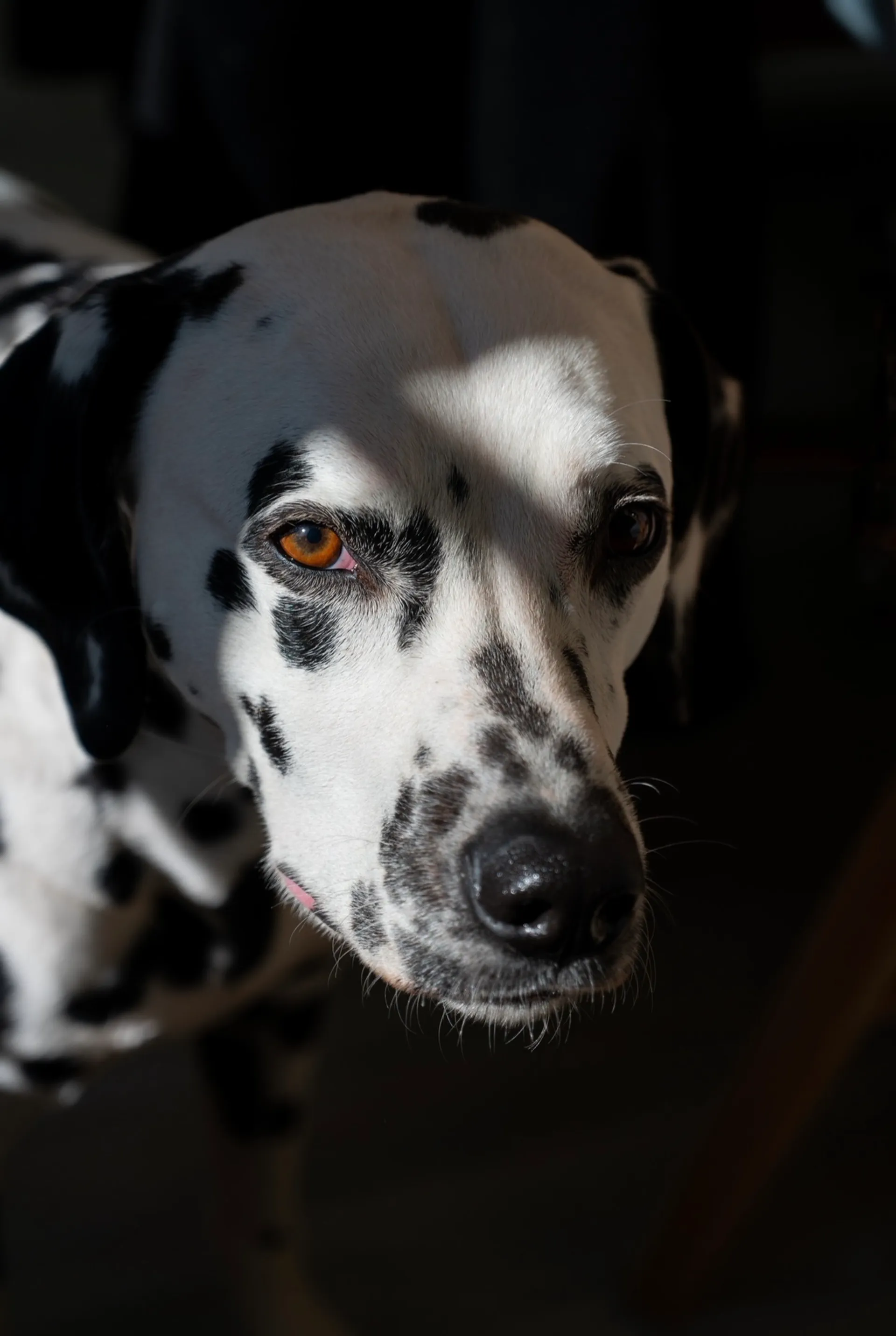 Dalmatian editorial